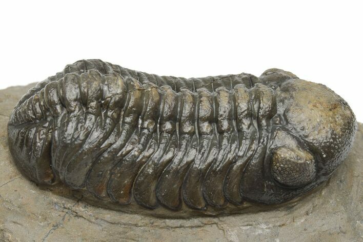 Detailed Austerops Trilobite - Ofaten, Morocco #225380